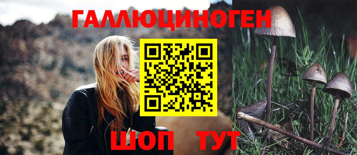 Галлюциногенные грибы Psilocybine cubensis Междуреченск