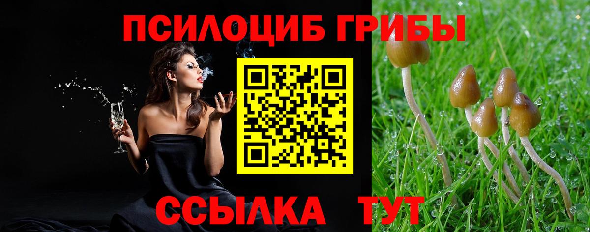 Междуреченск  Псилоцибиновые грибы Psilocybine cubensis  Вход с VPN 